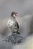 Least Auklet