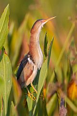 Least Bittern