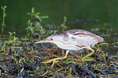 Least Bittern