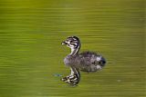 Least Grebe