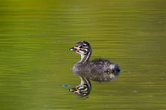 Least Grebe