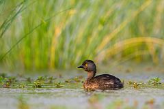 Least Grebe