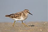 Least Sandpiper