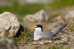 Least Tern