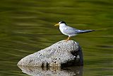 Least Tern