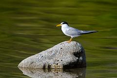 Least Tern