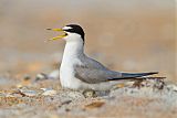 Least Tern