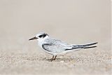 Least Tern