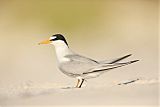 Least Tern