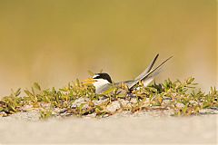 Least Tern