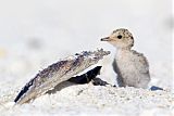 Least Tern