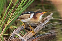 Least Bittern