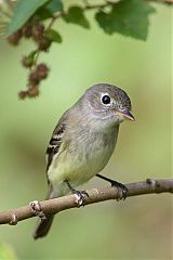 Least Flycatcher