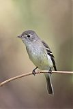 Least Flycatcher