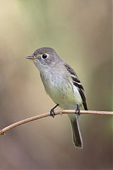 Least Flycatcher