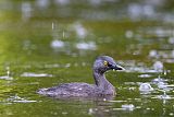 Least Grebe