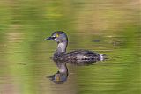 Least Grebe