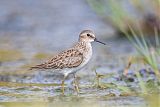 Least Sandpiper