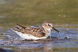 Least Sandpiper