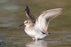 Least Sandpiper