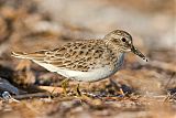 Least Sandpiper