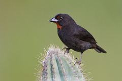 Lesser Antillean Bullfinch