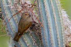 Lesser Antillean Bullfinch