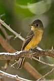 Lesser Antillean Pewee