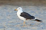 Lesser Black-backed Gullborder=