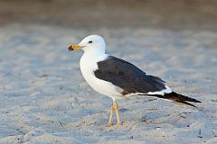 Lesser Black-backed Gull