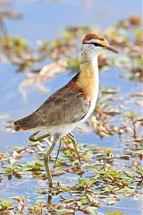 Lesser Jacana