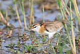 Lesser Jacana