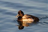 Lesser Scaup