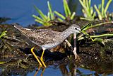 Lesser Yellowlegs