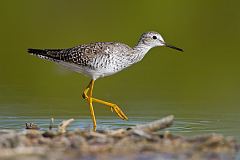 Lesser Yellowlegs