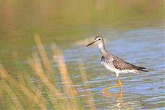 Lesser Yellowlegs