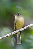 Lesser Antillean Pewee