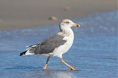 Lesser Black-backed Gull