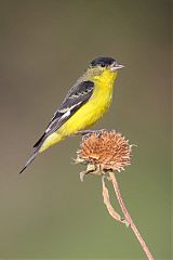 Lesser Goldfinch