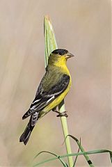 Lesser Goldfinch