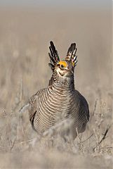 Lesser Prairie-Chicken