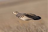 Lesser Prairie-Chicken