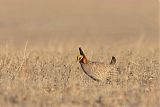 Lesser Prairie-Chickenborder=