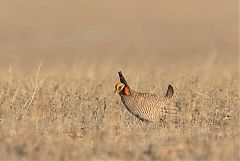 Lesser Prairie-Chicken