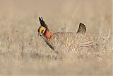 Lesser Prairie-Chickenborder=