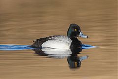 Lesser Scaup