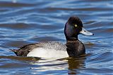 Lesser Scaup