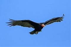 Lesser Yellow-headed Vulture