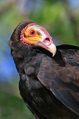 Lesser Yellow-headed Vulture