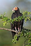 Lesser Yellow-headed Vulture